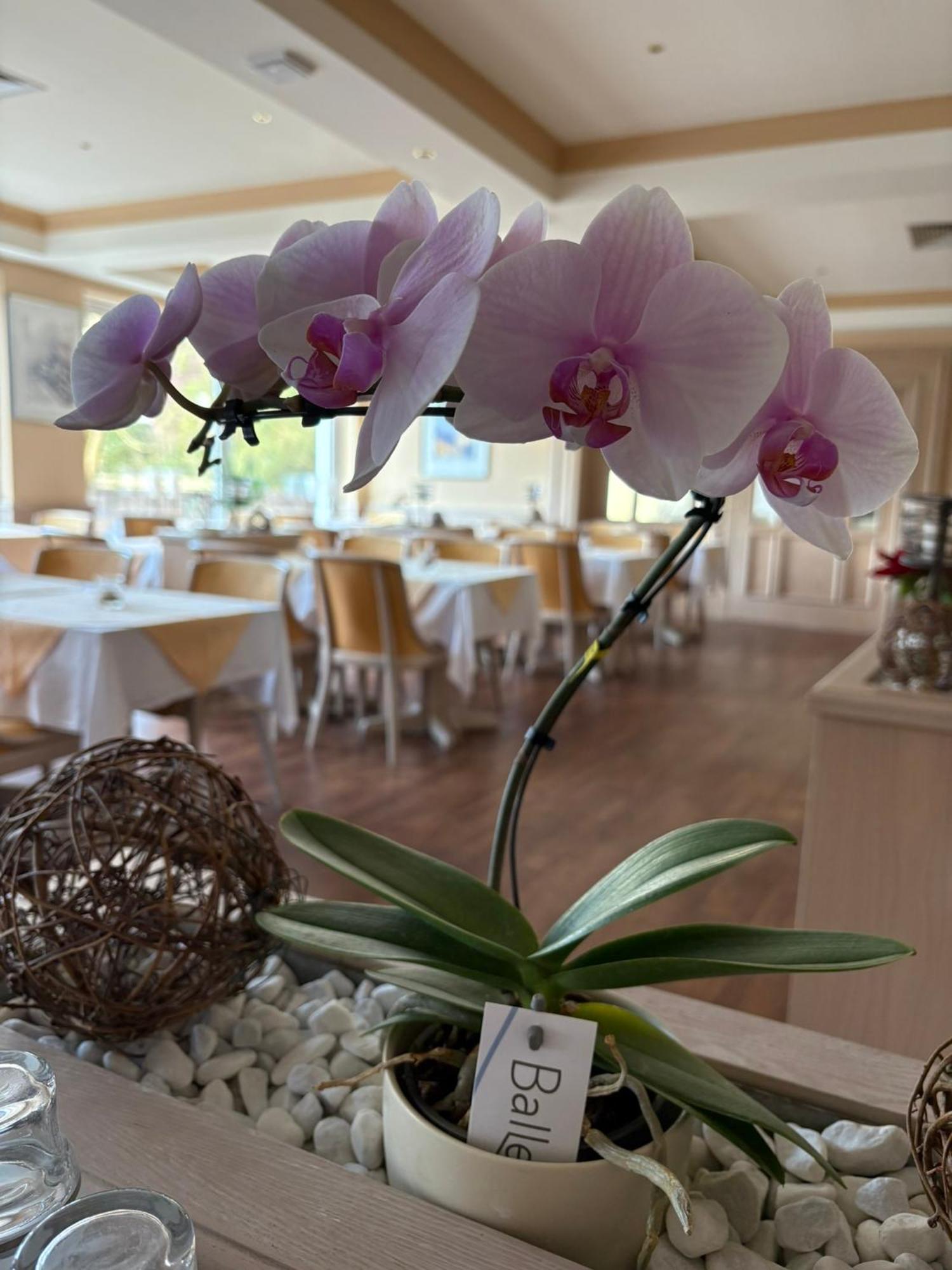 באד בוונסן Hotel Kieferneck מראה חיצוני תמונה